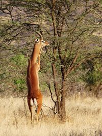 Side view of a horse on field