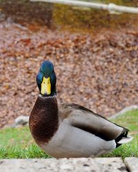 Close-up of a bird