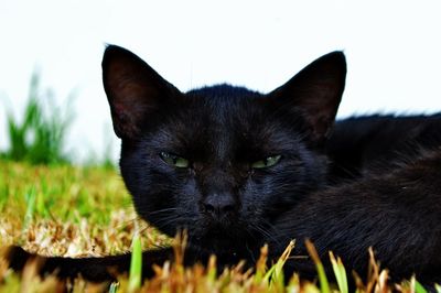 Close-up portrait of black cat