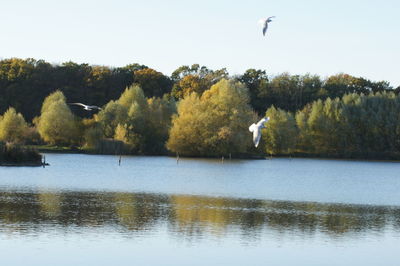 Birds flying over lake against clear sky