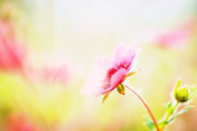 Close-up of pink flower