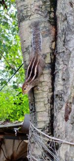 Close-up of squirrel on tree trunk