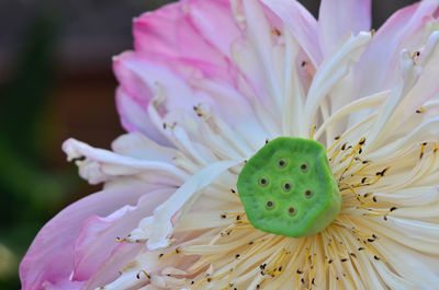 Close up boom thai lotus in garden