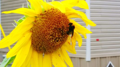 Close-up of sunflower