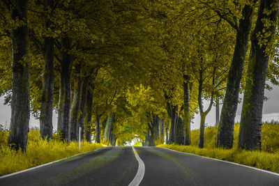 Road amidst trees and plants