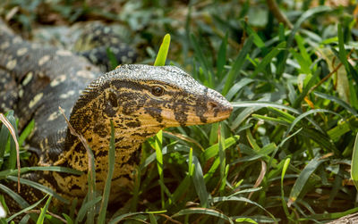 Close-up of a lizard on grass