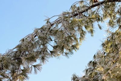 Low angle view of trees against clear sky