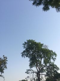 Low angle view of trees against clear blue sky