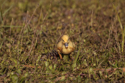 View of bird on field