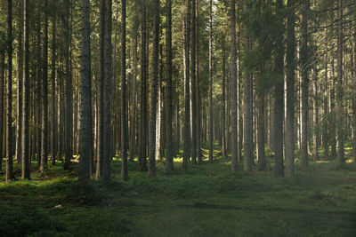 Misty landscape forest with trees in the morning fog