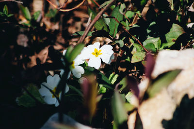 Close-up of white flowering plant