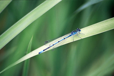 Close-up of damselfly on grass