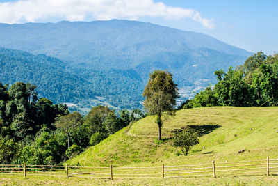 Scenic view of trees on field against sky