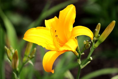 Close-up of yellow lily