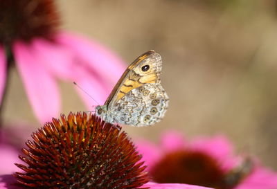 Close-up of butterfly pollinating on pink flower