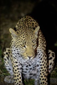 Leopard at night