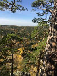 Scenic view of trees growing in forest against sky