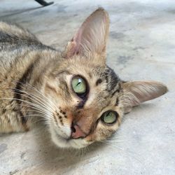 Close-up portrait of cat