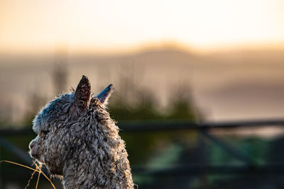 Close-up of a horse