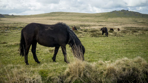 Horses grazing on field against sky