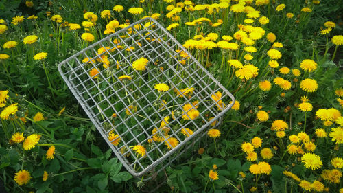 High angle view of yellow flowering plants on field