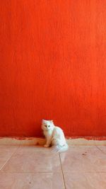 Cat sitting on floor against orange wall