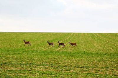 Cows grazing on grassy field