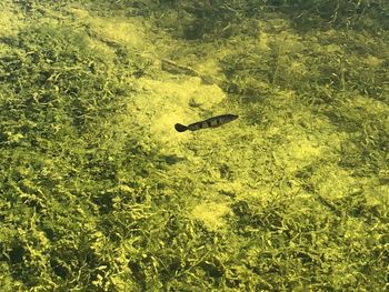 High angle view of fish swimming in sea