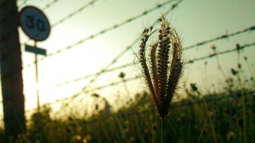 Close-up of plant against blurred background