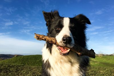 Close-up portrait of border collie carrying stick in mouth on field against sky