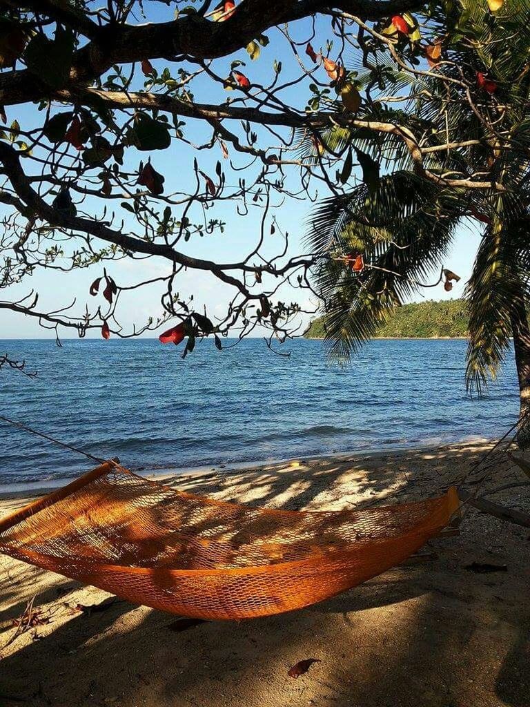 tree, water, branch, nature, sea, tranquility, beauty in nature, sky, beach, scenics, sunlight, tranquil scene, autumn, day, outdoors, no people, leaf, growth, tree trunk, shore