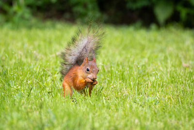 Squirrel on a field