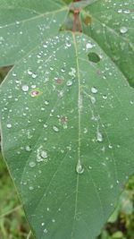 Macro shot of leaf on wet leaf