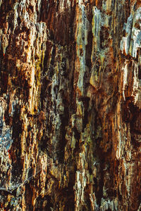 Full frame shot of tree trunk