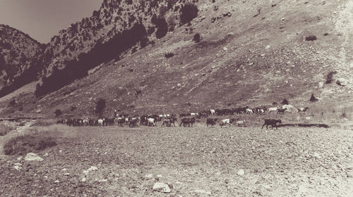 Flock of sheep on landscape