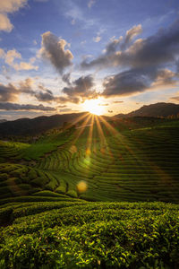 Scenic view of agricultural field against sky during sunset