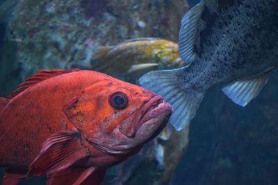 Up close group of multi colored big fish