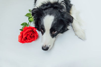 Close-up of red rose