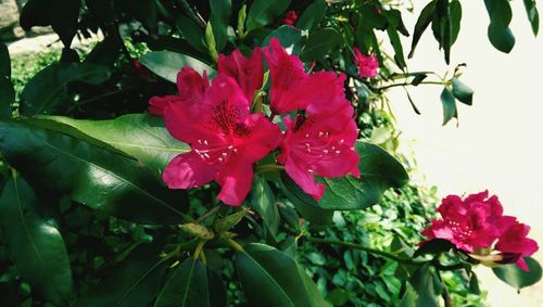 Close-up of pink flowers