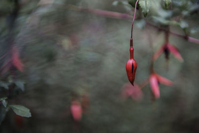 Close-up of plant hanging on tree