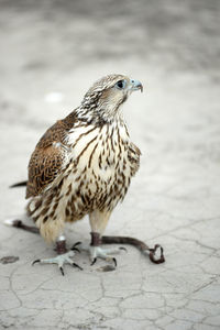 Close-up of a bird