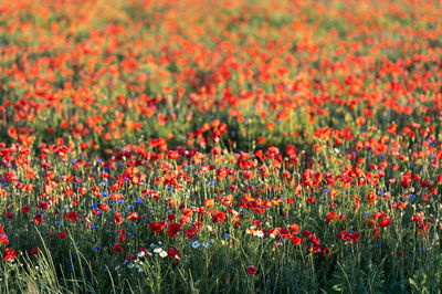 Full frame shot of flowering plants on field