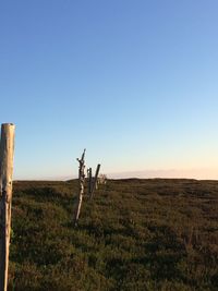 Scenic view of field against clear sky