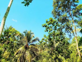 Low angle view of coconut palm trees against clear blue sky