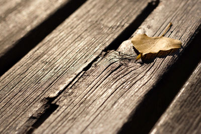 High angle view of leaf on wooden plank