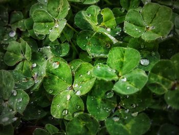 Close-up of raindrops on leaves