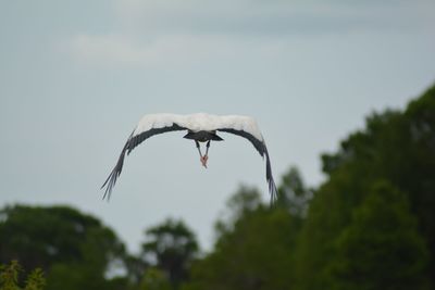 Low angle view of bird flying against sky