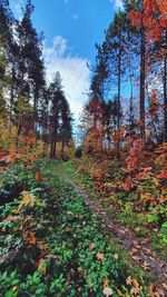 Trees in forest during autumn