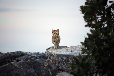 Portrait of cat on rock against sky. 