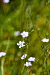 Close-up of white flowering plant